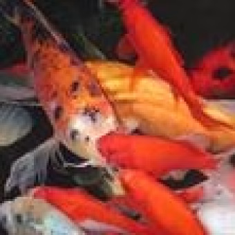 Koi-swimming